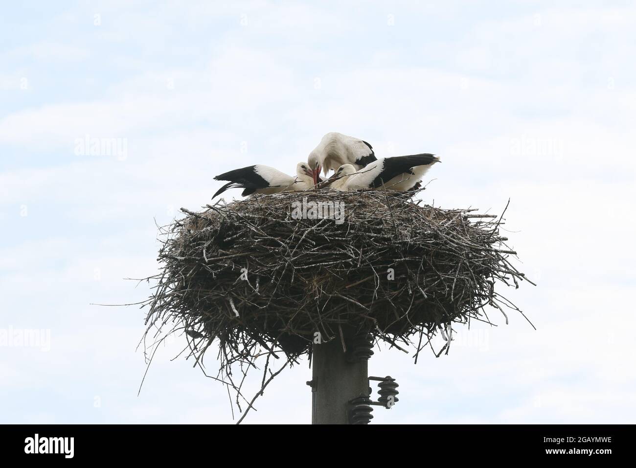 08/01/2021, Alemania, Brandeburgo, Ihlow (Oberbarnim). Cigüeñas jóvenes alimentándose en el nido de cigüeñas. Foto de stock