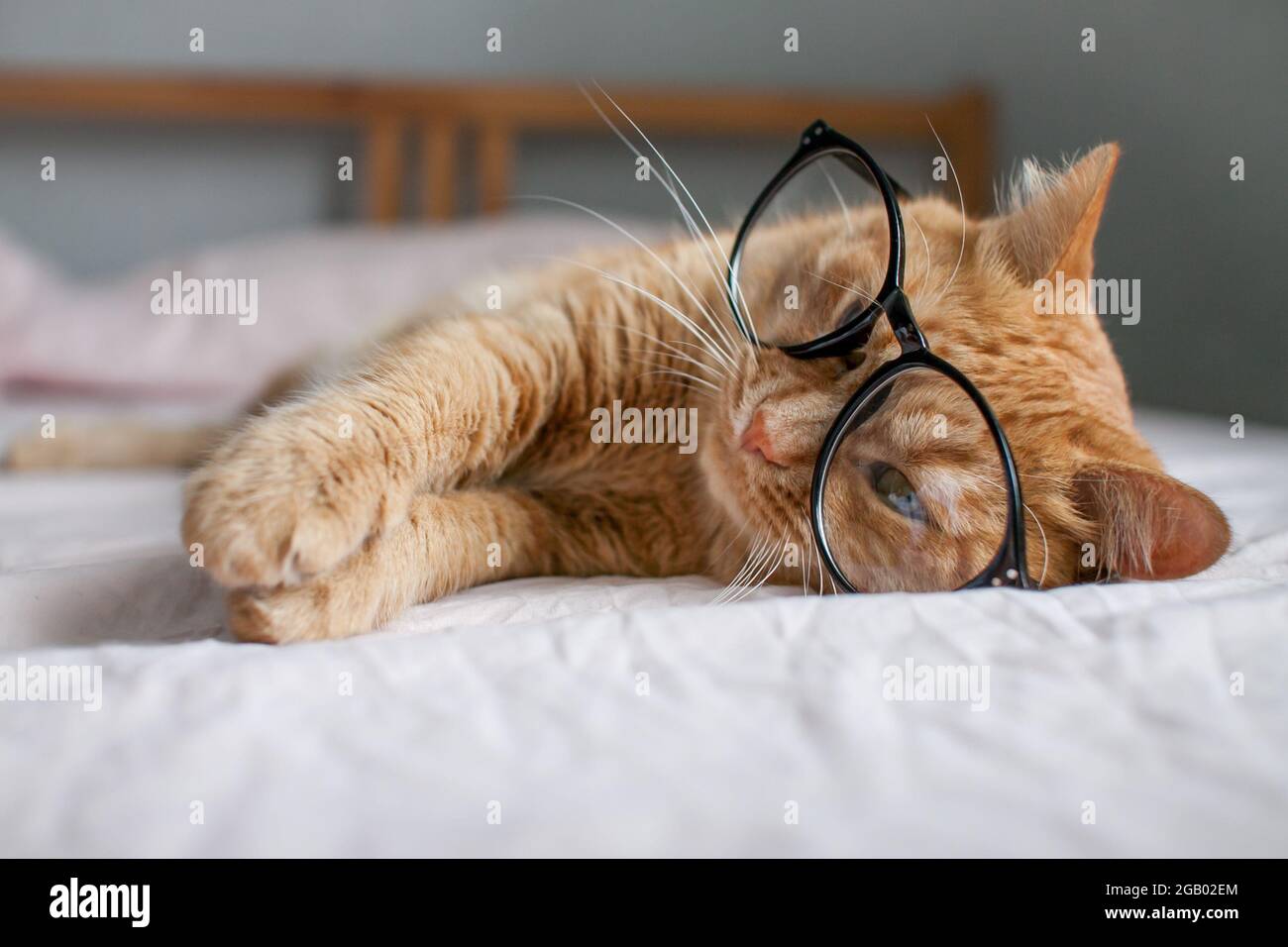 gracioso gato gordo jengibre miente en la cama y juega con gafas en marcos negros. Comienzo de un nuevo año escolar Foto de stock