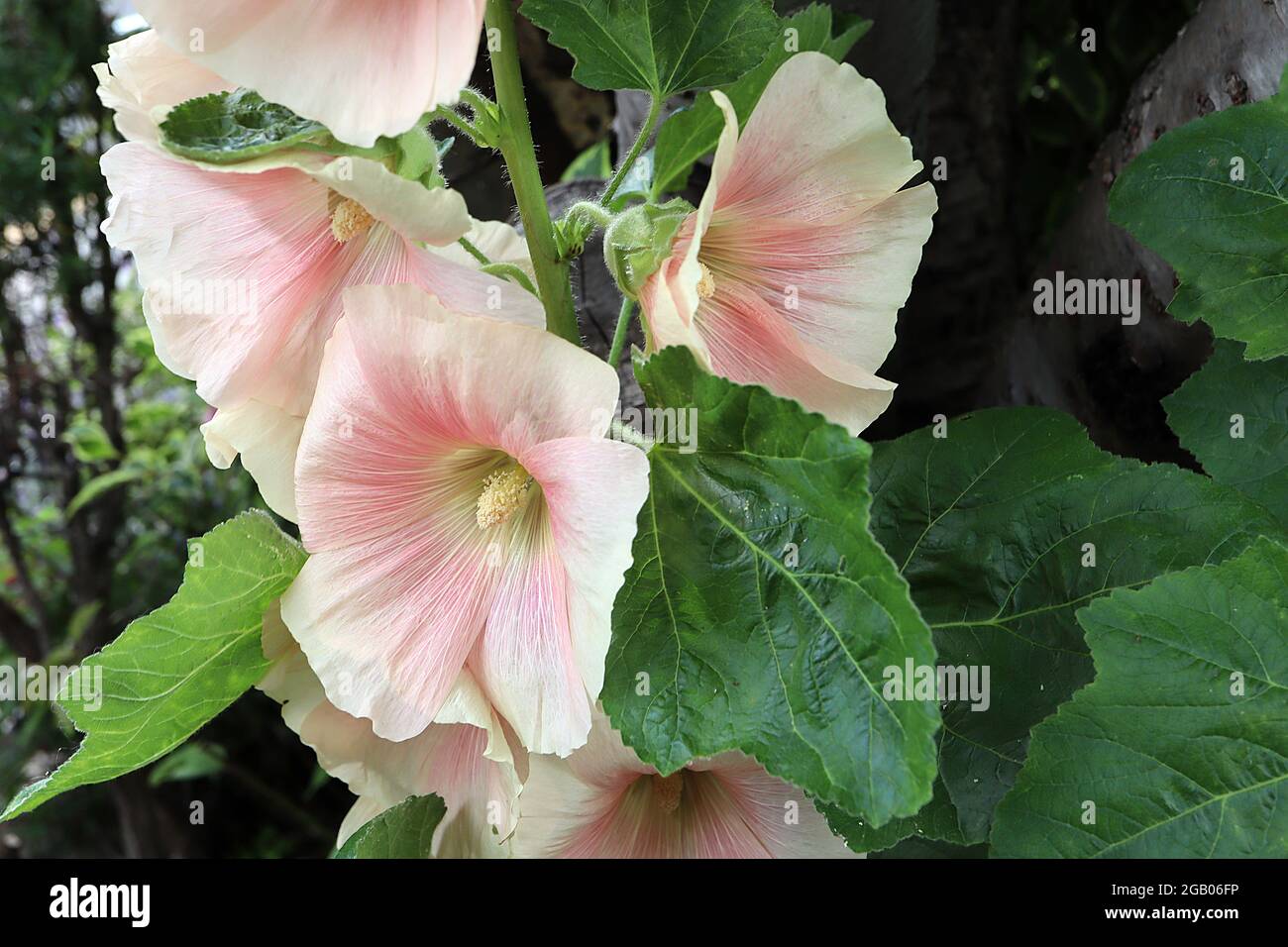 Alcea ROSEA “Indian Spring” hollyhock Indian Spring – flores de melocotón ligeras en forma de embudo, con halo rosa y pétalos de rufa arrugados, junio, Reino Unido Foto de stock