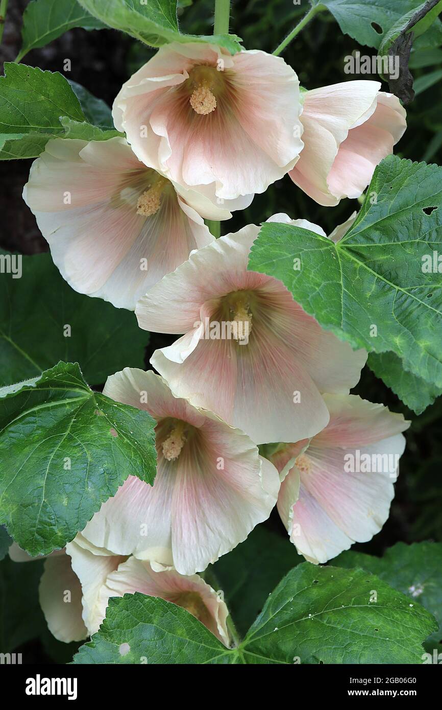 Alcea ROSEA “Indian Spring” hollyhock Indian Spring – flores de melocotón ligeras en forma de embudo, con halo rosa y pétalos de rufa arrugados, junio, Reino Unido Foto de stock