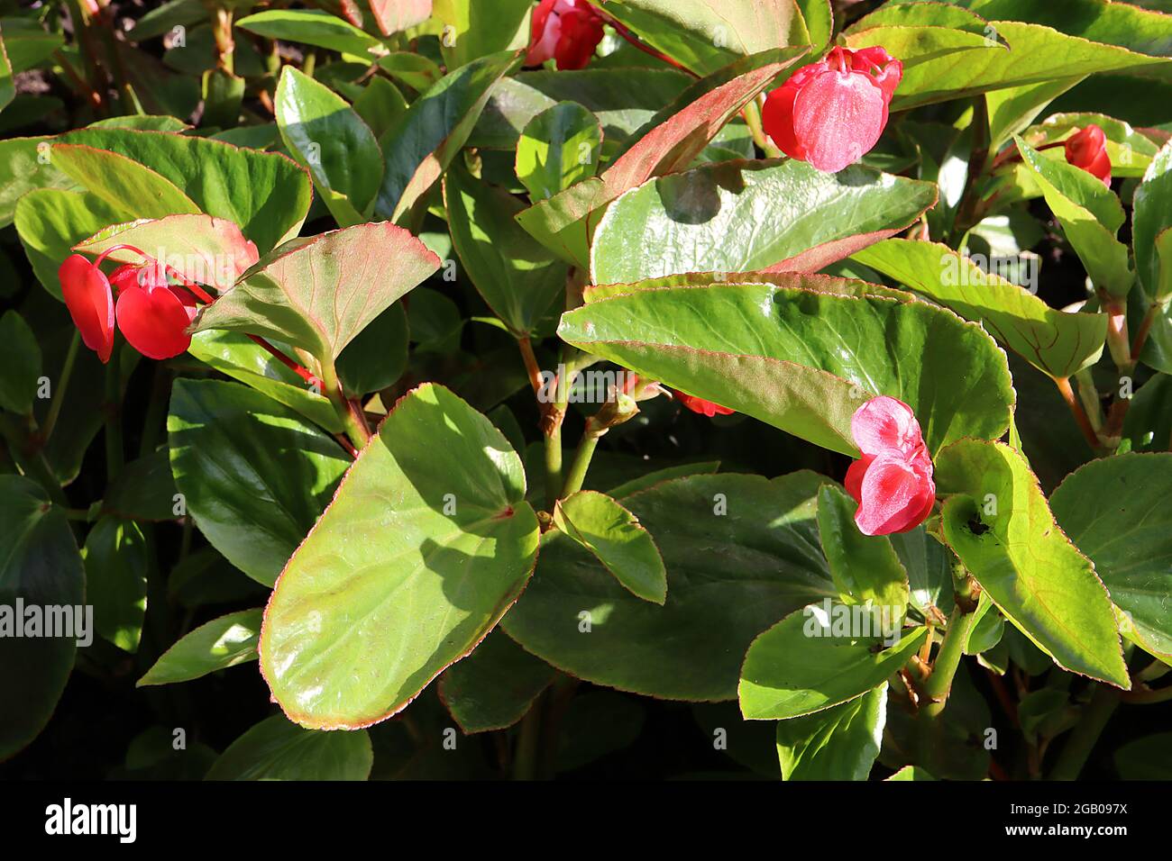 Begonia “Dragón Ala Roja” Angelwing Begonia – flores rojas rojas rojas  rojas redondas y hojas verdes frescas en forma de ángel, junio, Inglaterra,  Reino Unido Fotografía de stock - Alamy