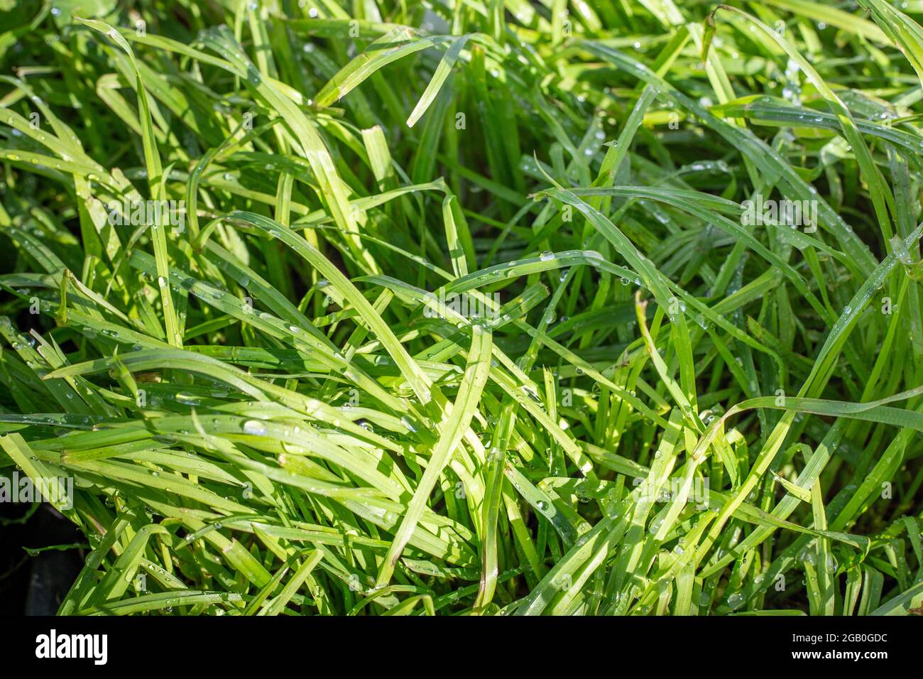 El pie de gallo es una hierba de arraigo profundo y es generalmente un componente en la pastura junto con el trébol, y es resistente a la sequía Foto de stock