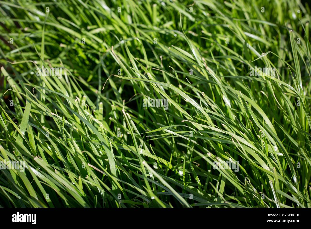 El ryegrass italiano es ideal para la subsiembra, parte de una mezcla de pastos o sembrado como puro pasto en pasturas en granjas en Nueva Zelanda Foto de stock