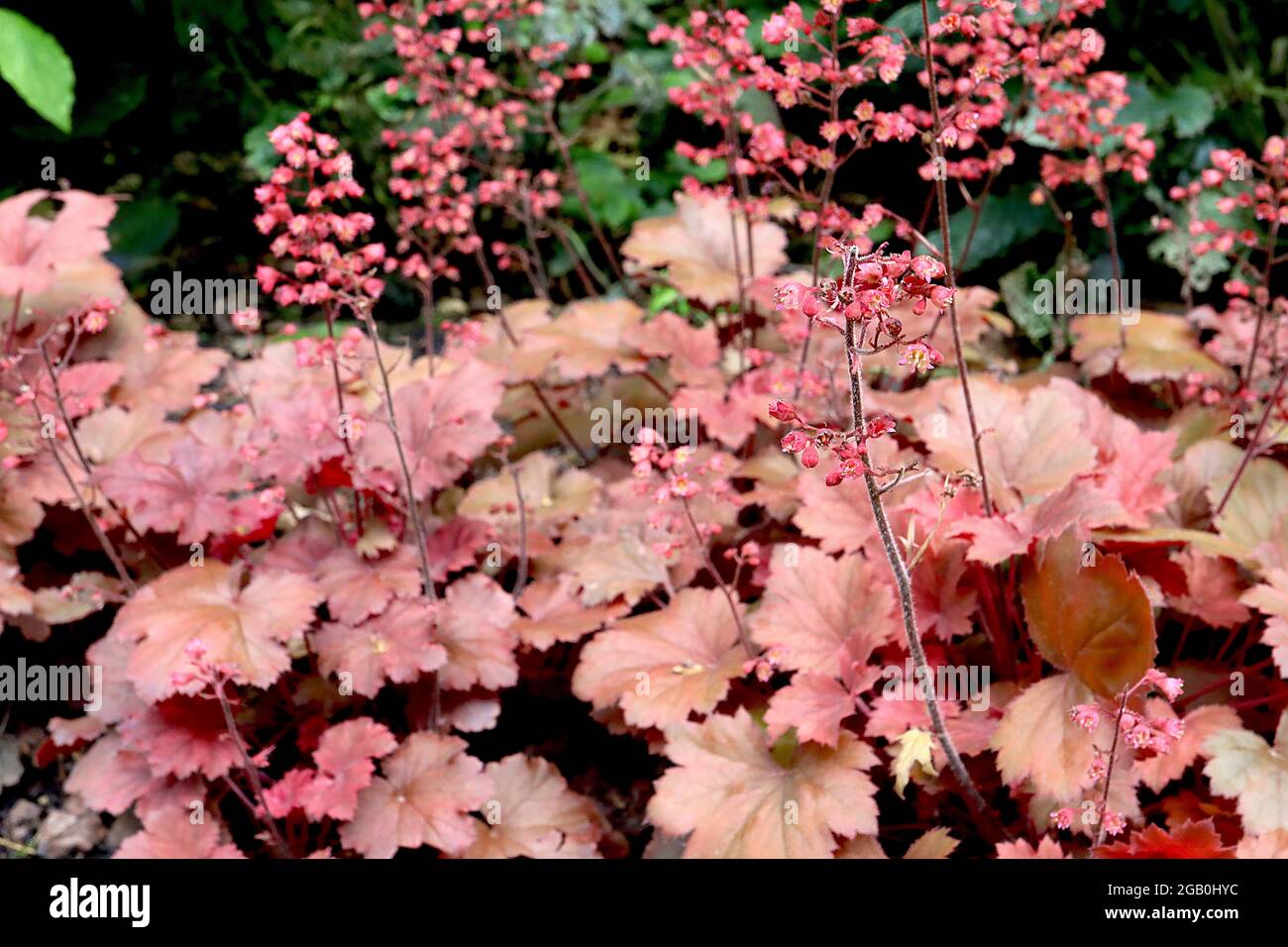 Heuchera 'Apricot' Raíz de alum / campanas de coral Apricot - pequeñas flores tubulares rosadas profundas y hojas redondas de albaricoque y russet, junio, Inglaterra, Reino Unido Foto de stock