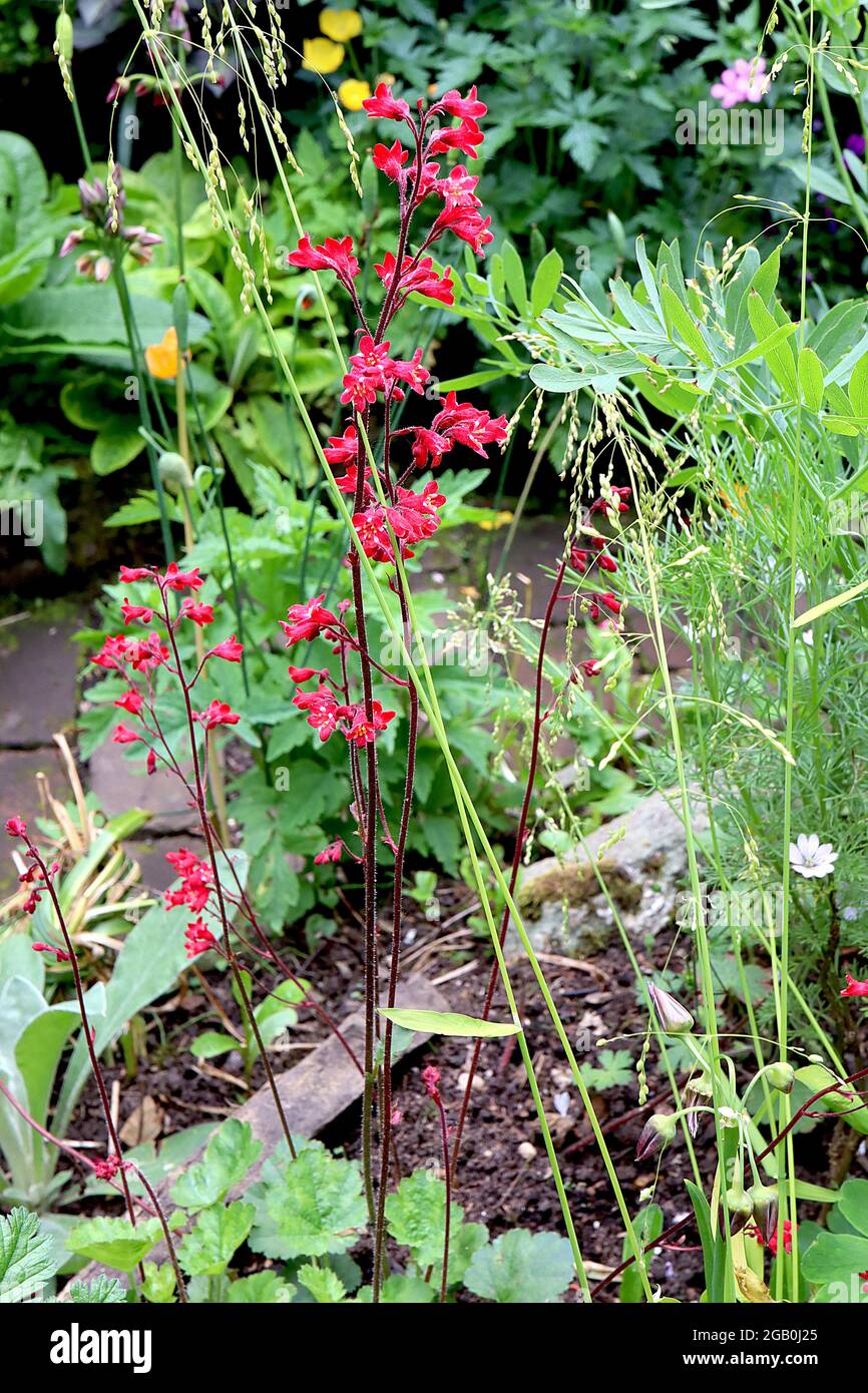 Heuchera 'Tokio' raíz de alumbre / campanas de coral Tokio – pequeñas flores tubulares rojas sobre hojas verdes frescas de lóbulos pálidos, junio, Inglaterra, Reino Unido Foto de stock