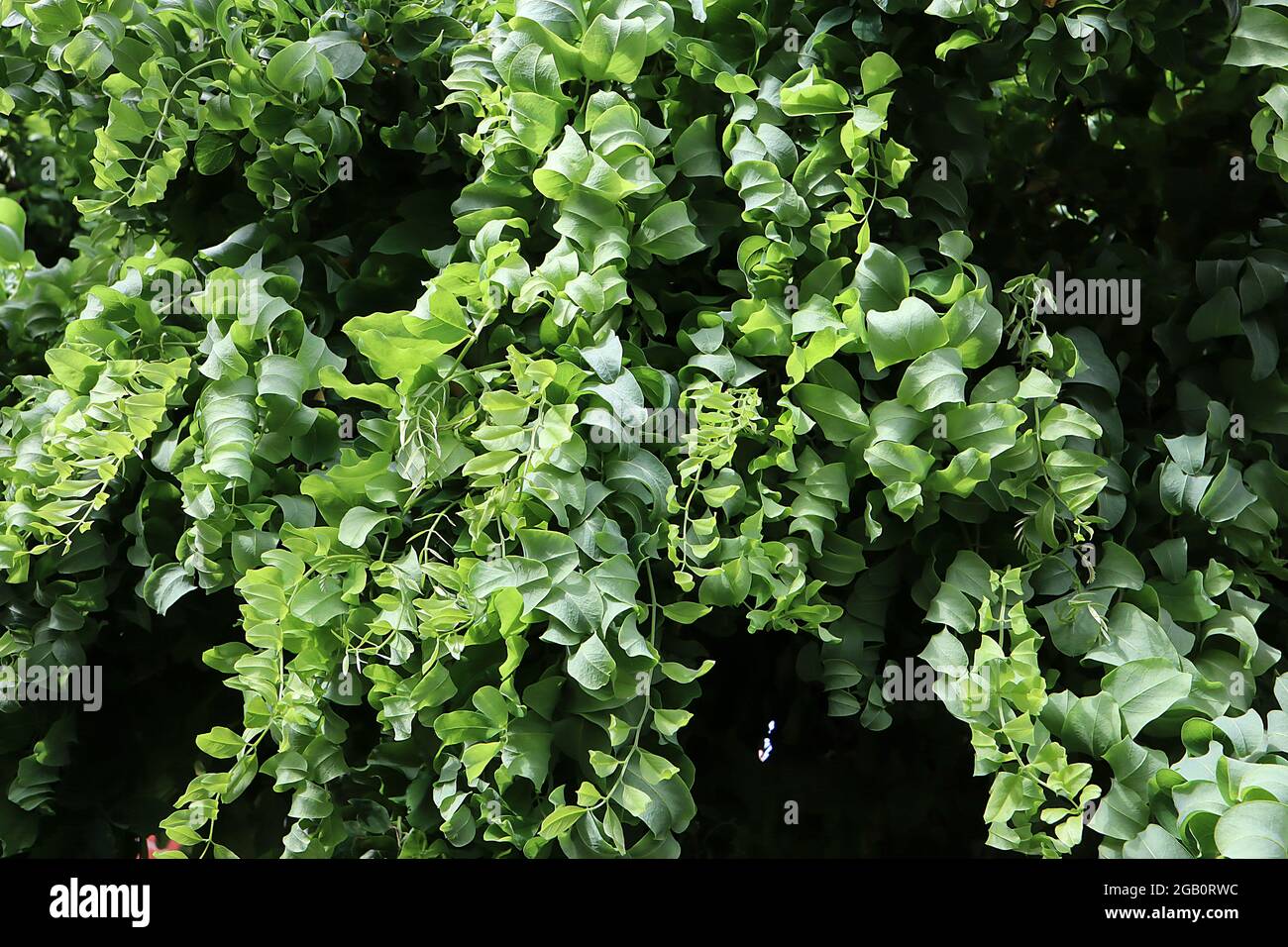 Robinia pseudoacacia “Twisty Baby” langosta negra Twisty Baby – hojas onduladas de color verde medio rizado, junio, Inglaterra, Reino Unido Foto de stock