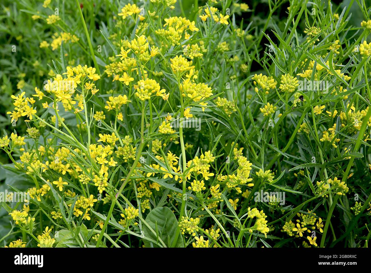 Rorippa sylvestris Cress amarillo crepitante – racimos de pequeñas flores amarillas sobre tallos gruesos y hojas lobuladas, junio, Inglaterra, Reino Unido Foto de stock