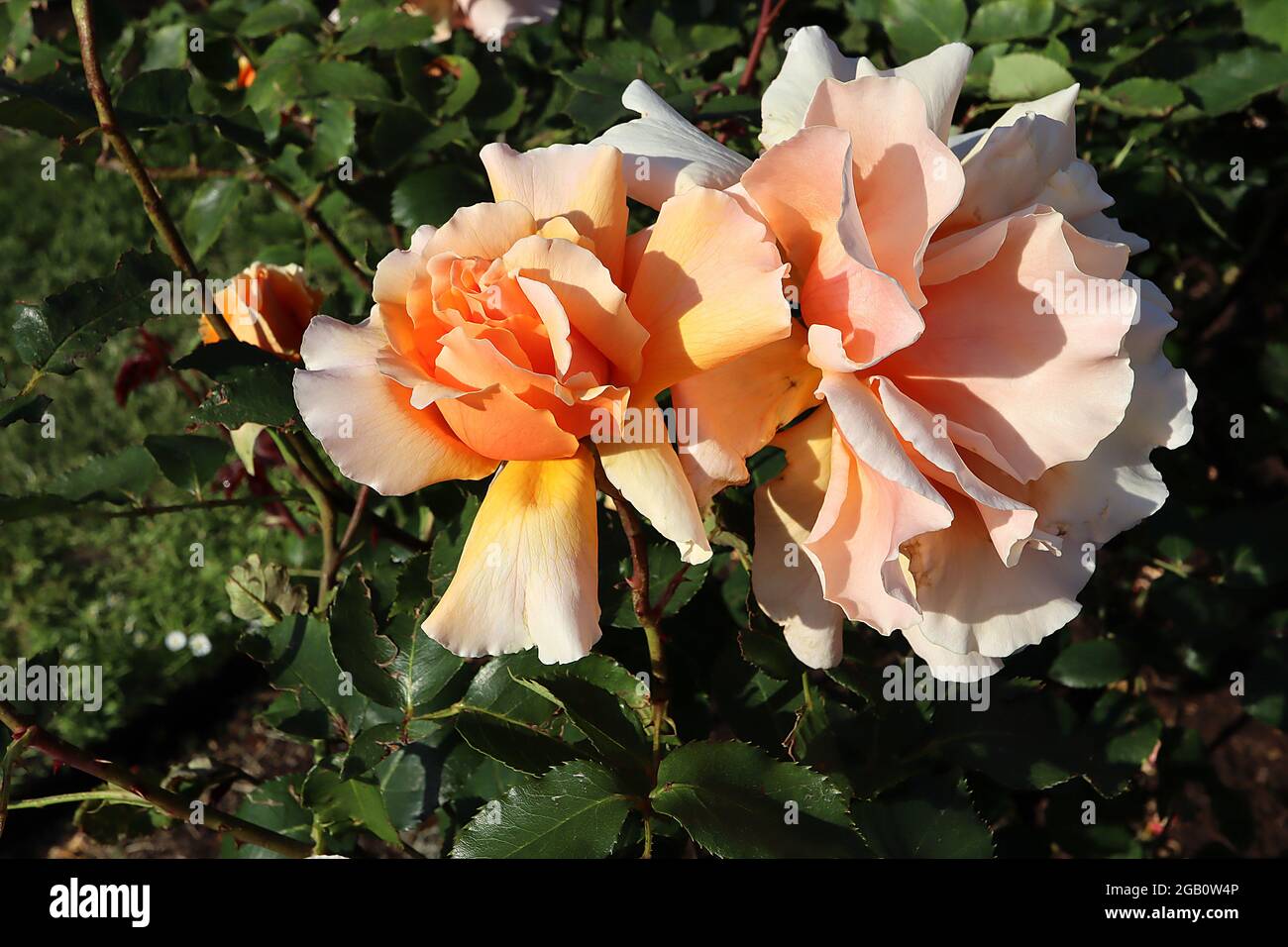 Rosa «Just Joey» (rosa de té híbrido) se levantó sólo Joey – flores semi-dobles de albaricoque y melocotón, junio, Inglaterra, Reino Unido Foto de stock