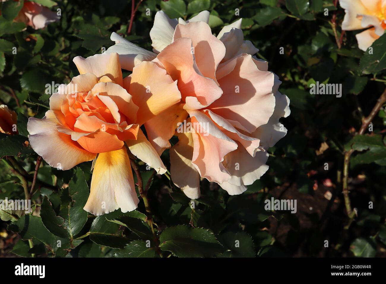 Rosa «Just Joey» (rosa de té híbrido) se levantó sólo Joey – flores semi-dobles de albaricoque y melocotón, junio, Inglaterra, Reino Unido Foto de stock