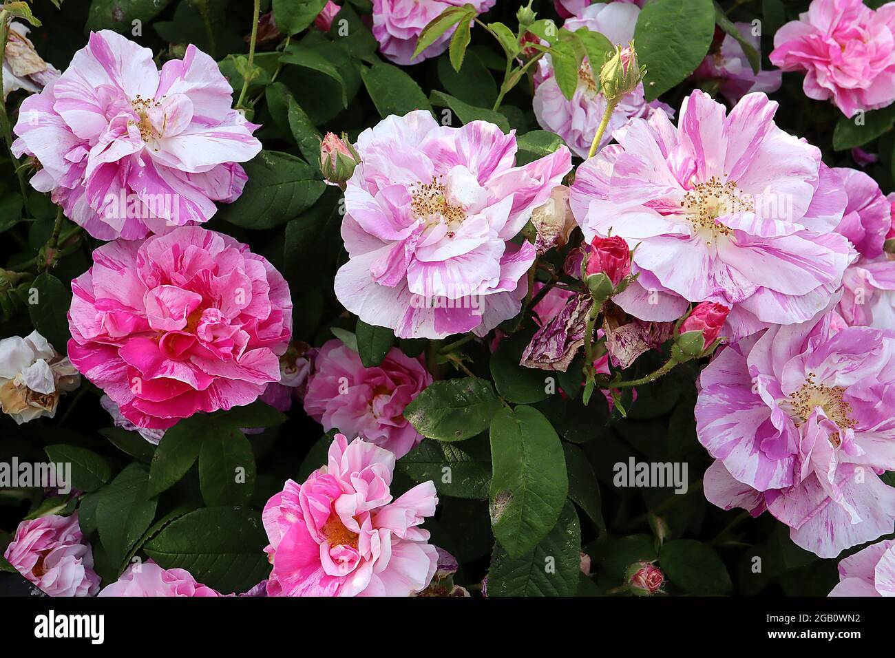 https://c8.alamy.com/compes/2gb0wn2/rosa-mundi-rosa-arbusto-rosa-gallica-versicolor-rosa-francesa-flores-blancas-semi-dobles-con-rayas-rosadas-y-rojas-junio-inglaterra-reino-unido-2gb0wn2.jpg