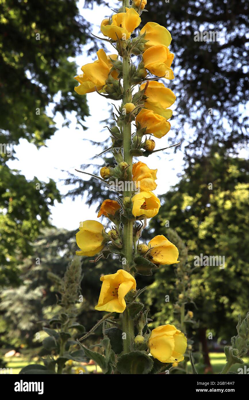 Verbascum densiflorum Mullein de flor densa – pico de flores amarillas doradas muy alto, junio, Inglaterra, Reino Unido Foto de stock