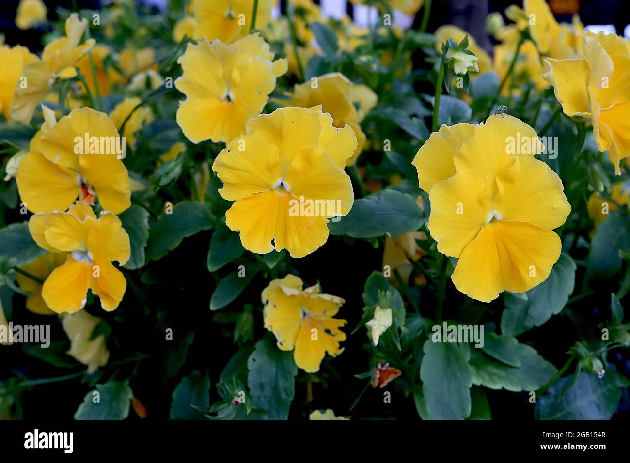 Viola cornuta 'Penny Clear Yellow' Pansy Clear Yellow – flores amarillas doradas con tufts blancos centrales, junio, Inglaterra, Reino Unido Foto de stock