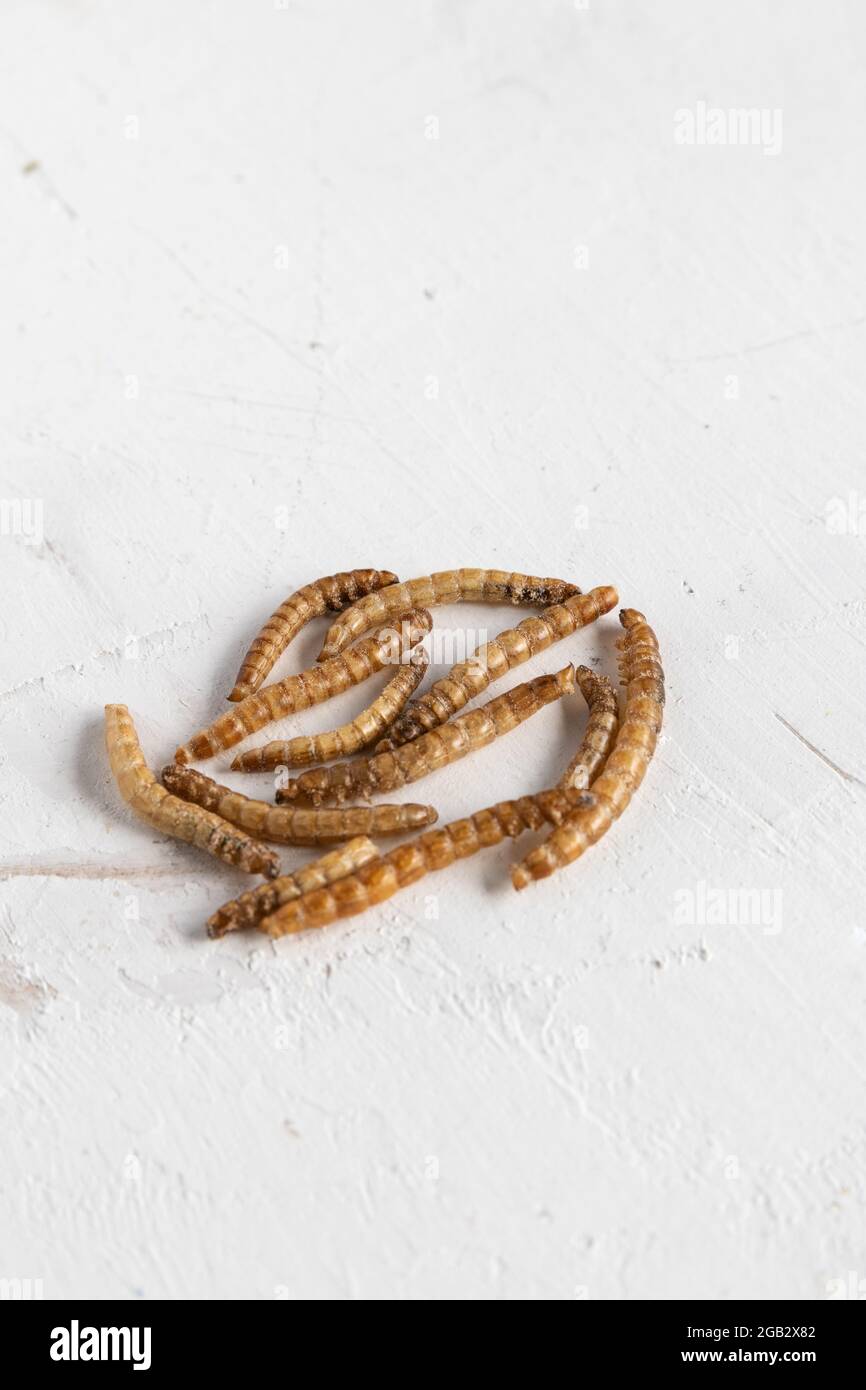 proteína de los gusanos de mealworms para la alimentación del hámster Foto de stock