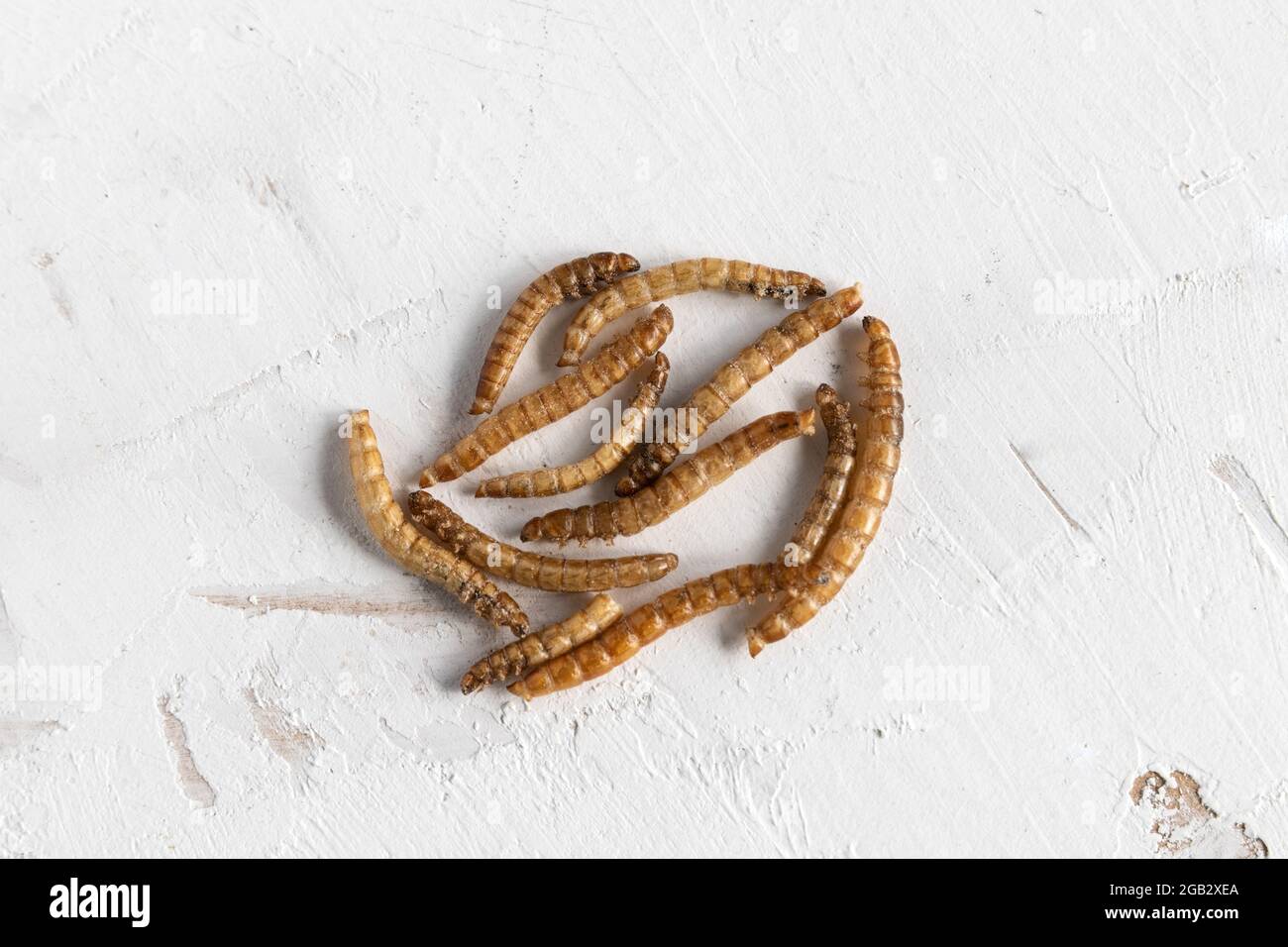 proteína de los gusanos de mealworms para la alimentación del hámster Foto de stock