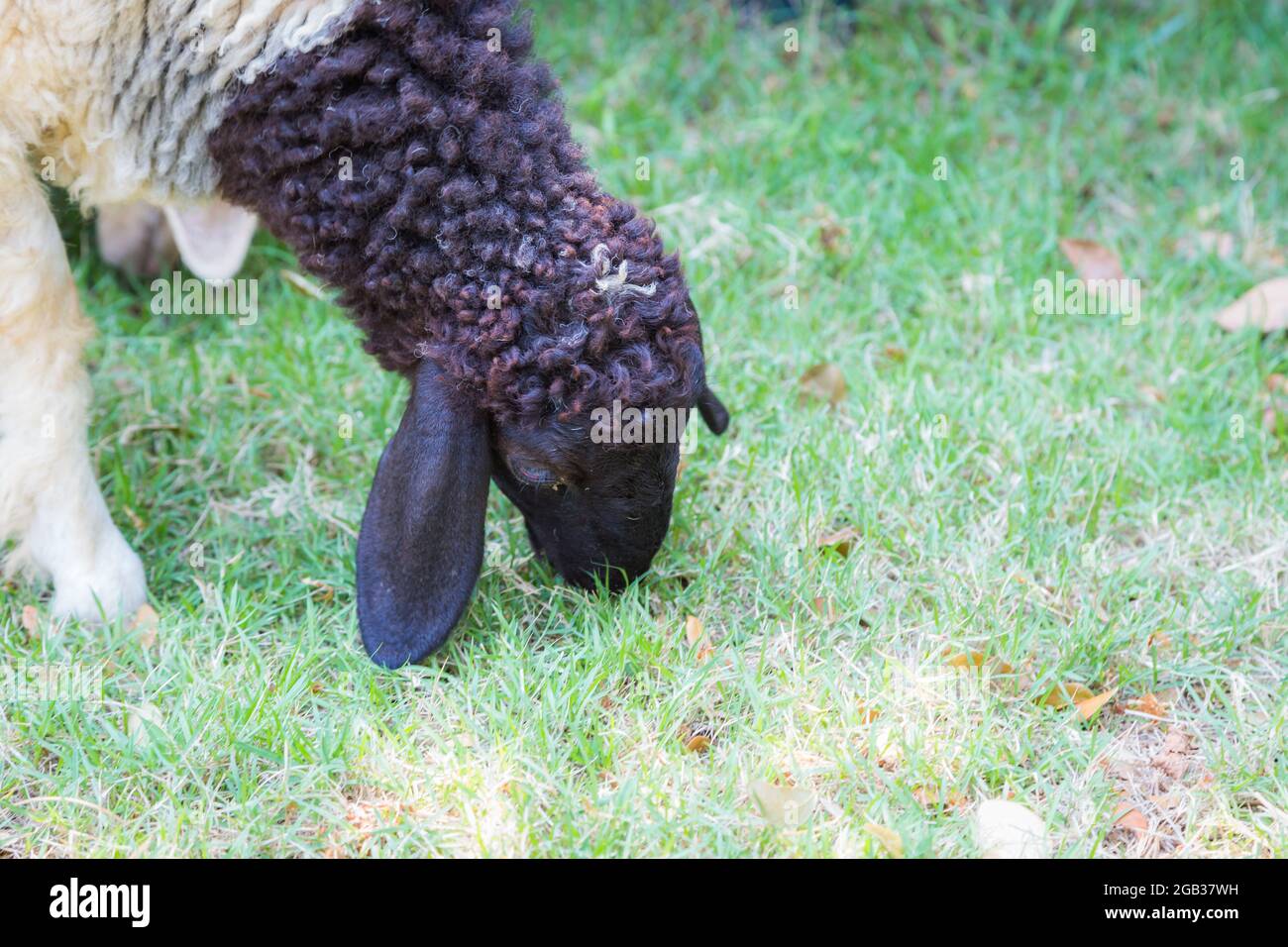 Primer plano de la cara de un cordero comiendo fondo de hierba Foto de stock