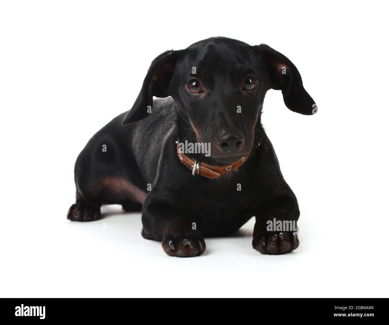 perro negro pequeño dachshund aislado sobre blanco Fotografía de stock -  Alamy