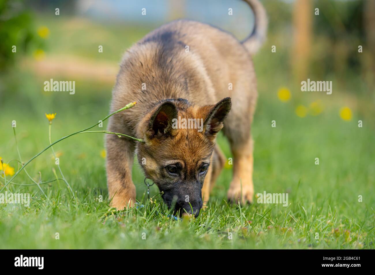 Retrato de perro de un cachorro de nueve semanas de edad del Pastor Alemán.  Fondo verde de hierba. Color Sable, raza de línea de trabajo Fotografía de  stock - Alamy