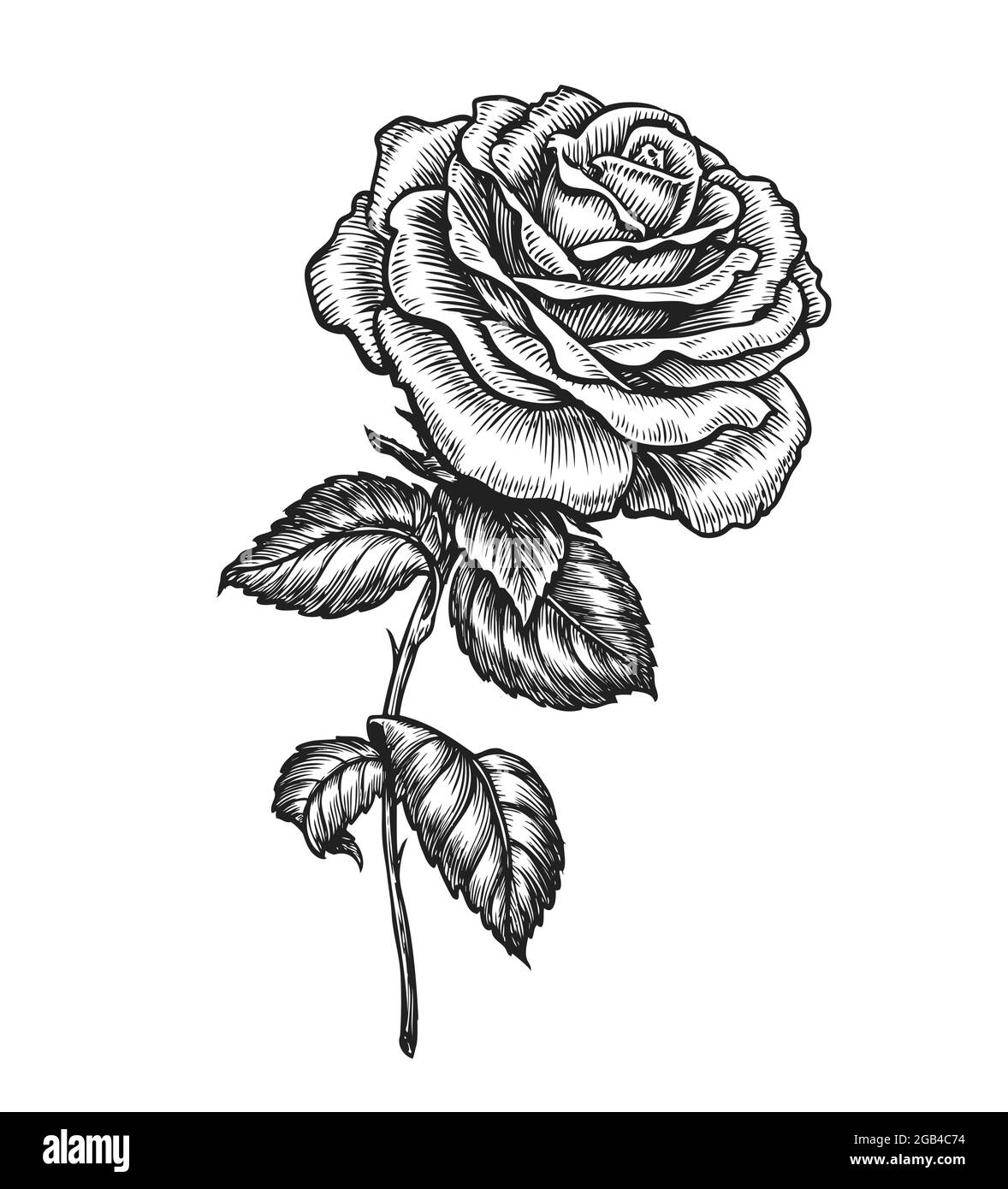 Rosa con hojas. Flor dibujada a mano en estilo vintage bosquejado.  Ilustración vectorial Imagen Vector de stock - Alamy