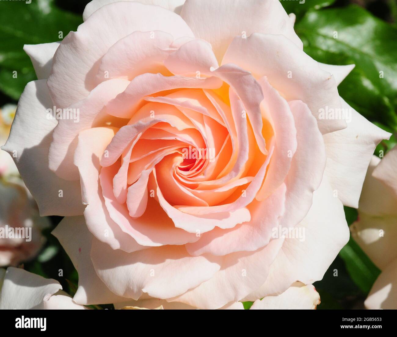 Rosa 'Una sombra blanca de Pale' Foto de stock