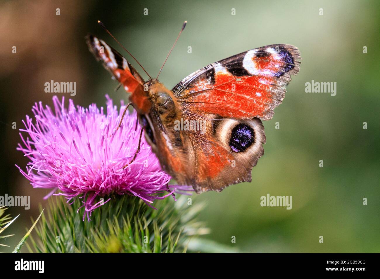 La mariposa de pavo real (aglais io), extiende sus alas sobre una flor púrpura de tile al sol Foto de stock