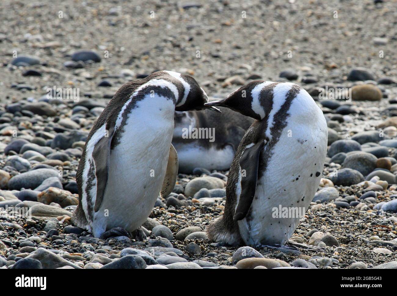 Pingüinos magelánicos en Otway Sound Foto de stock