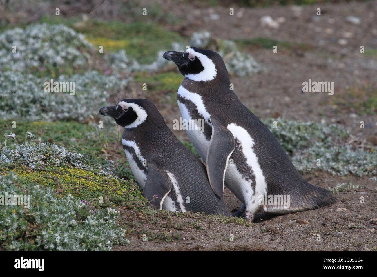 Pingüinos magelánicos en Otway Sound Foto de stock