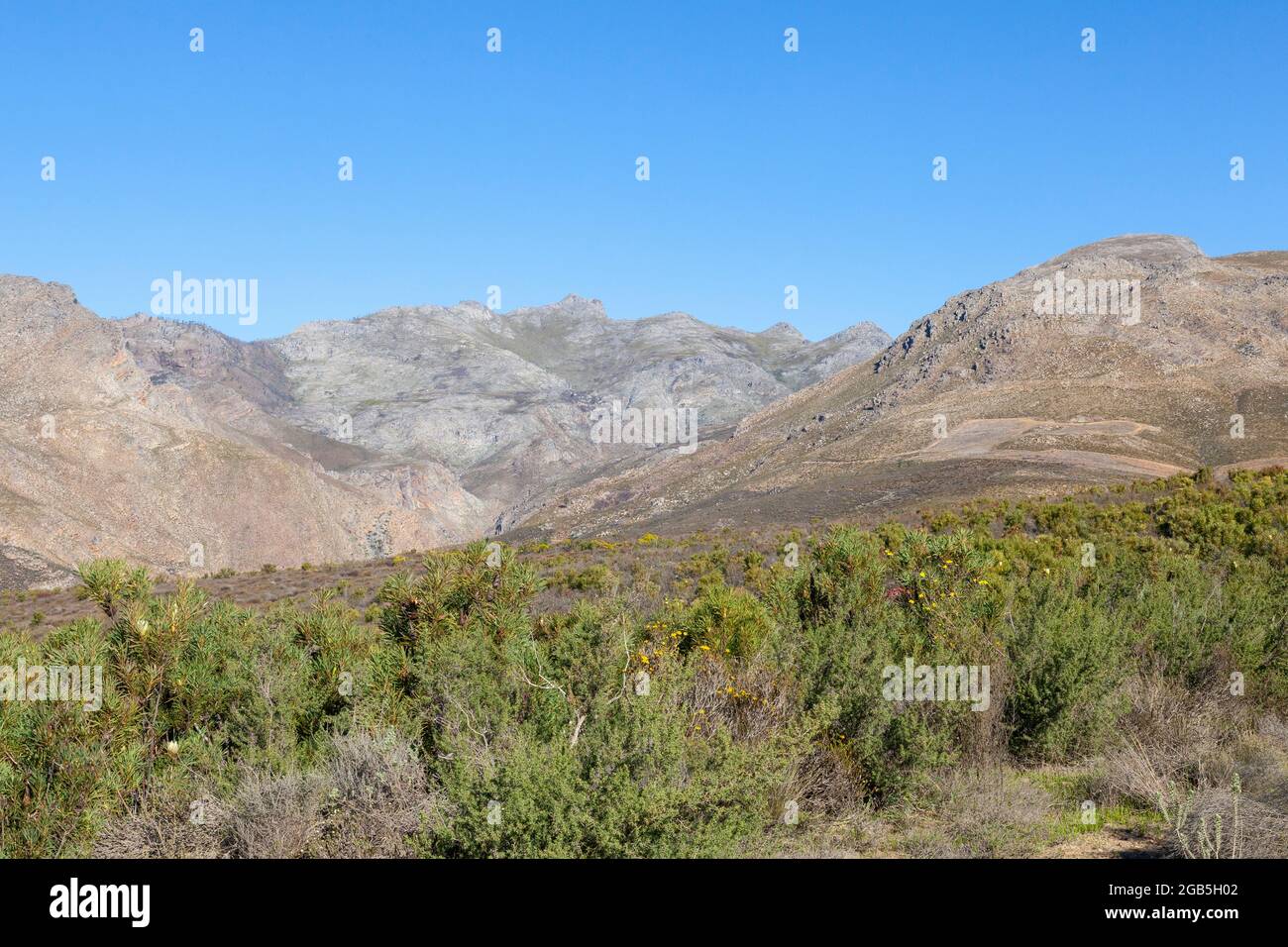 Fynbos y Proteas de Montaña en las Montañas Riviersonderend sobre McGregor, Cabo Occidental, Sudáfrica Foto de stock