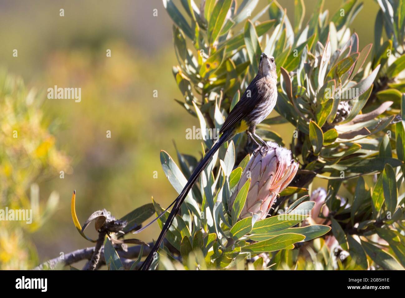 Cabo Sugarbird (Promerops cafer,) encaramado en Protea neriifolia , McGregor, Cabo Occidental, Sudáfrica Foto de stock
