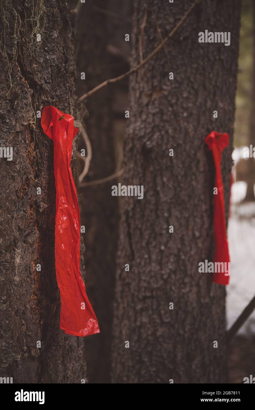 Primer plano de los árboles de abeto con marca de bandera roja que se deben cortar y eliminar Foto de stock