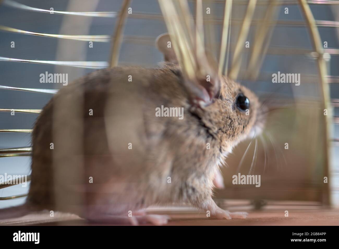 Den Helder, Países Bajos. Julio de 2021. Un ratón en una mousetrap animal-amistoso. Fotografías de alta calidad Foto de stock