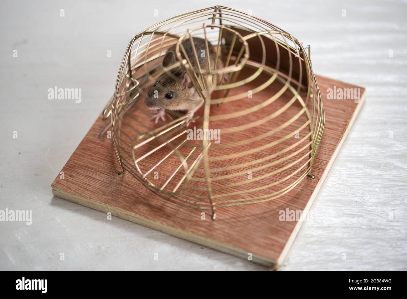 Den Helder, Países Bajos. Julio de 2021. Un ratón en una mousetrap animal-amistoso. Fotografías de alta calidad Foto de stock