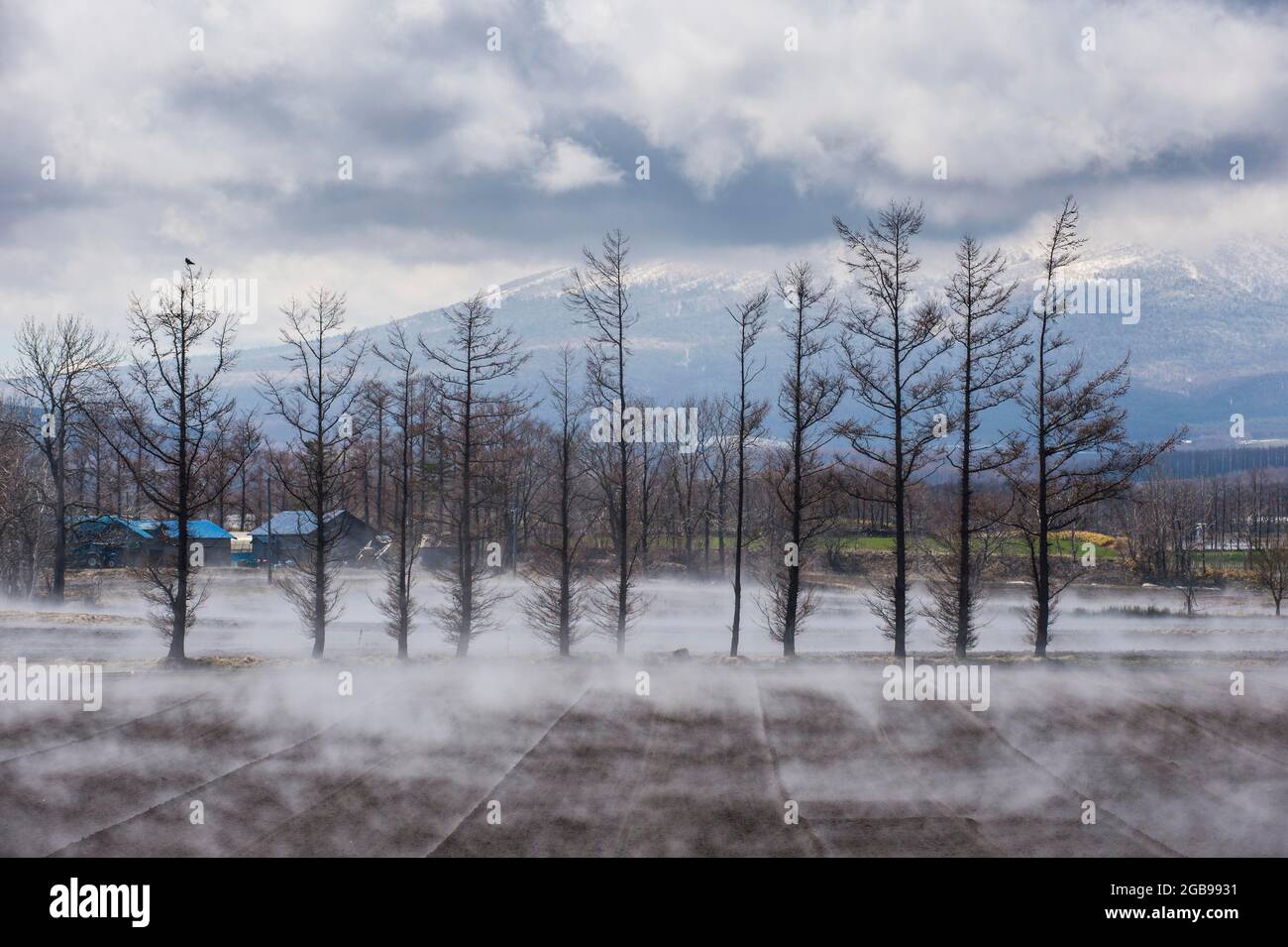Árboles que se encuentran en vapour del suelo cálido, Parque Nacional de Shiretoko, Hokkaido, Japón, declarado Patrimonio de la Humanidad por la Unesco Foto de stock