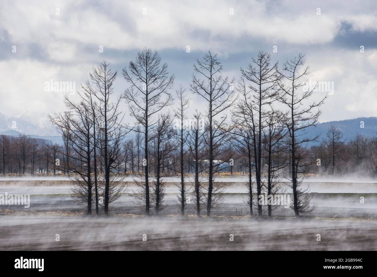 Árboles que se encuentran en vapour del suelo cálido, Parque Nacional de Shiretoko, Hokkaido, Japón, declarado Patrimonio de la Humanidad por la Unesco Foto de stock