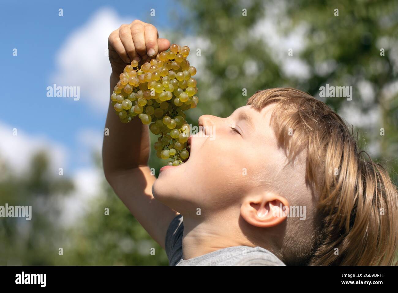 Lindo niño rubio comer uvas verdes deliciosas maduras de un montón de uvas  sobre fondo natural borroso. El niño come fruta fresca o bayas en el picnic  Fotografía de stock - Alamy