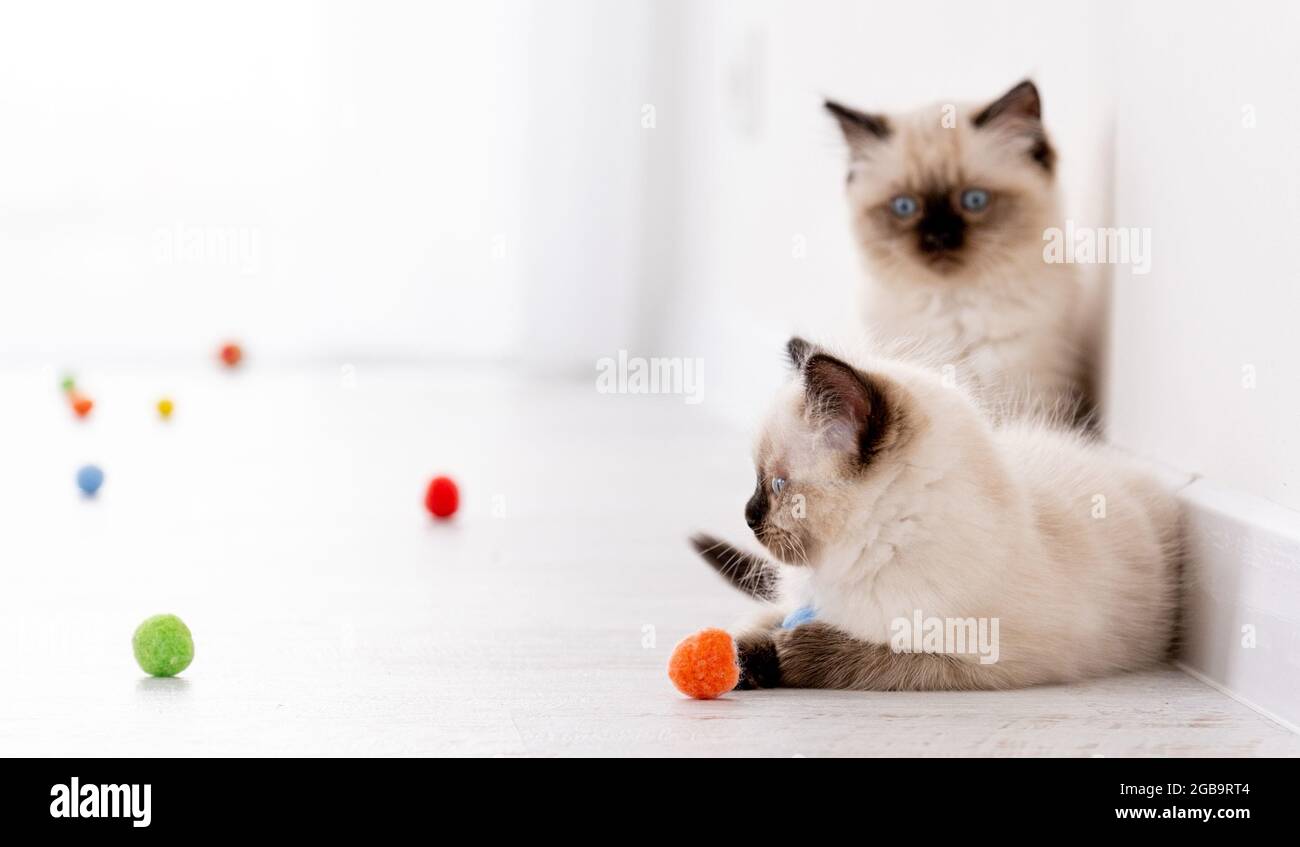Dos suaves gatitos de ragdoll en el suelo junto con bolas de colores.  Retrato de mascotas felinas de raza americana con juguetes en casa. Pequeño  y hermoso Fotografía de stock - Alamy