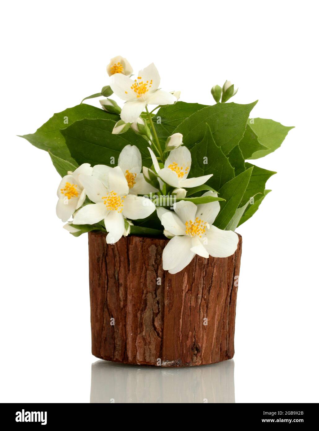 Hermosas flores de jazmín en maceta aislado en blanco Fotografía de stock -  Alamy