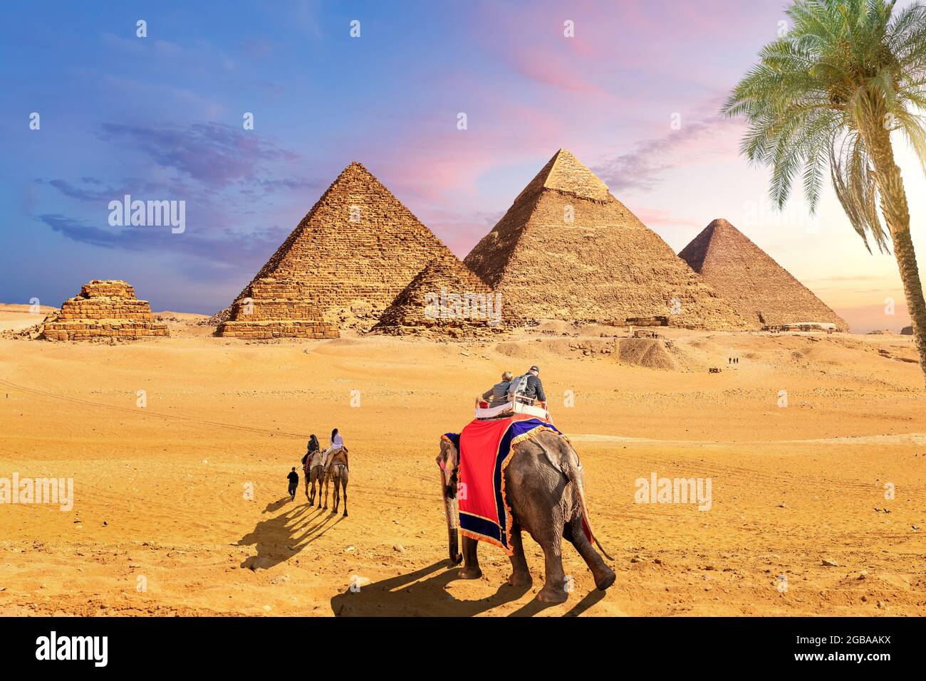 Elefantes y camellos detrás de la palma en el desierto cerca de las Pirámides de Giza, Egipto. Foto de stock