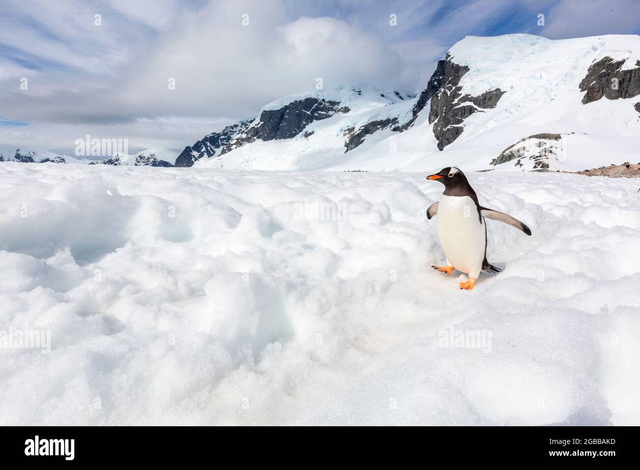 Pingüino adulto de gentoo (pygoscelis papua), caminando por una carretera de pingüinos en la Isla Cuverville, Antártida, regiones polares Foto de stock