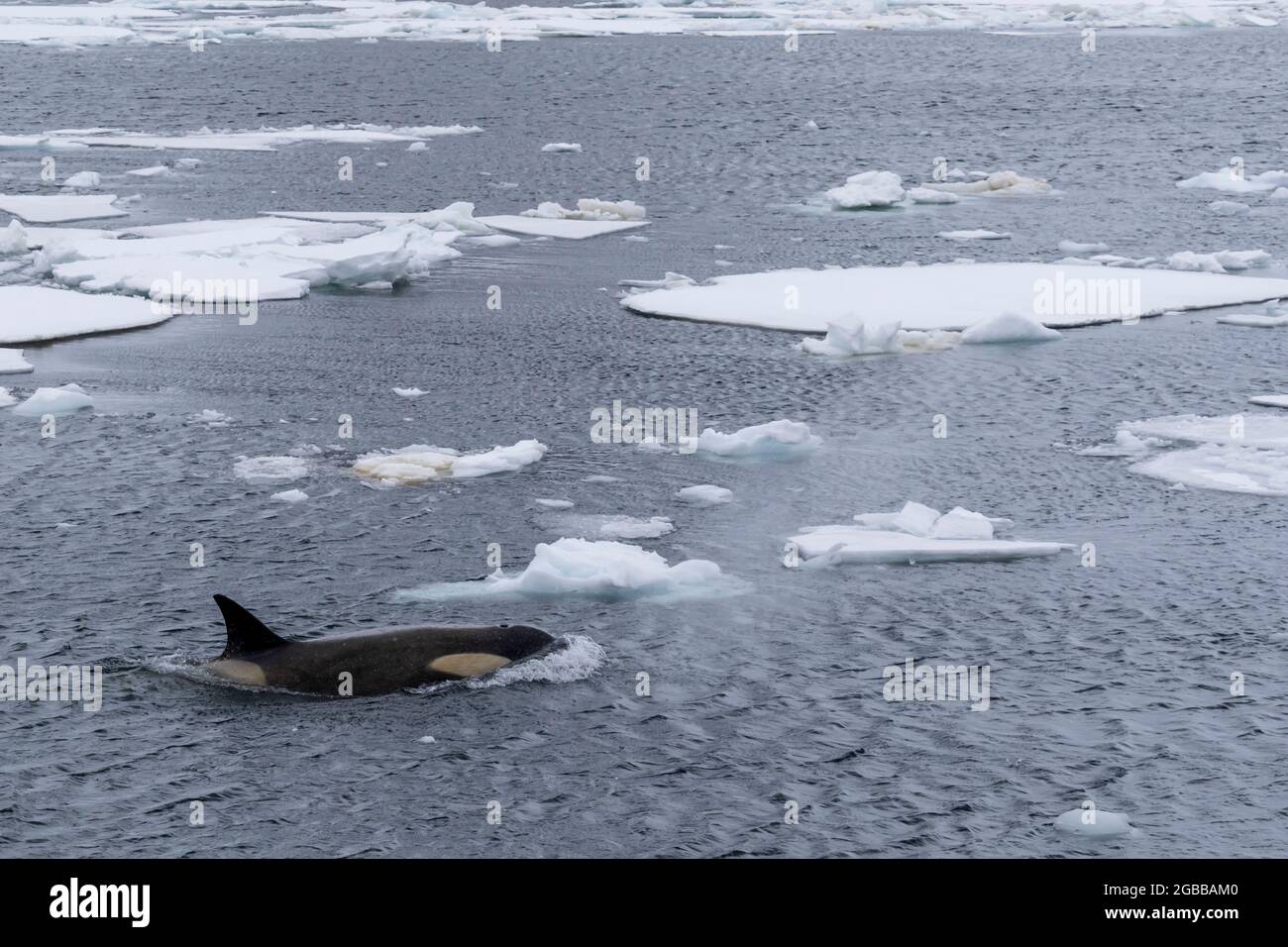 Ecotipo Orcinus orca (Orcinus orca), surfándose entre los témpanos de hielo en el Canal de Lemaire, Antártida, regiones polares Foto de stock