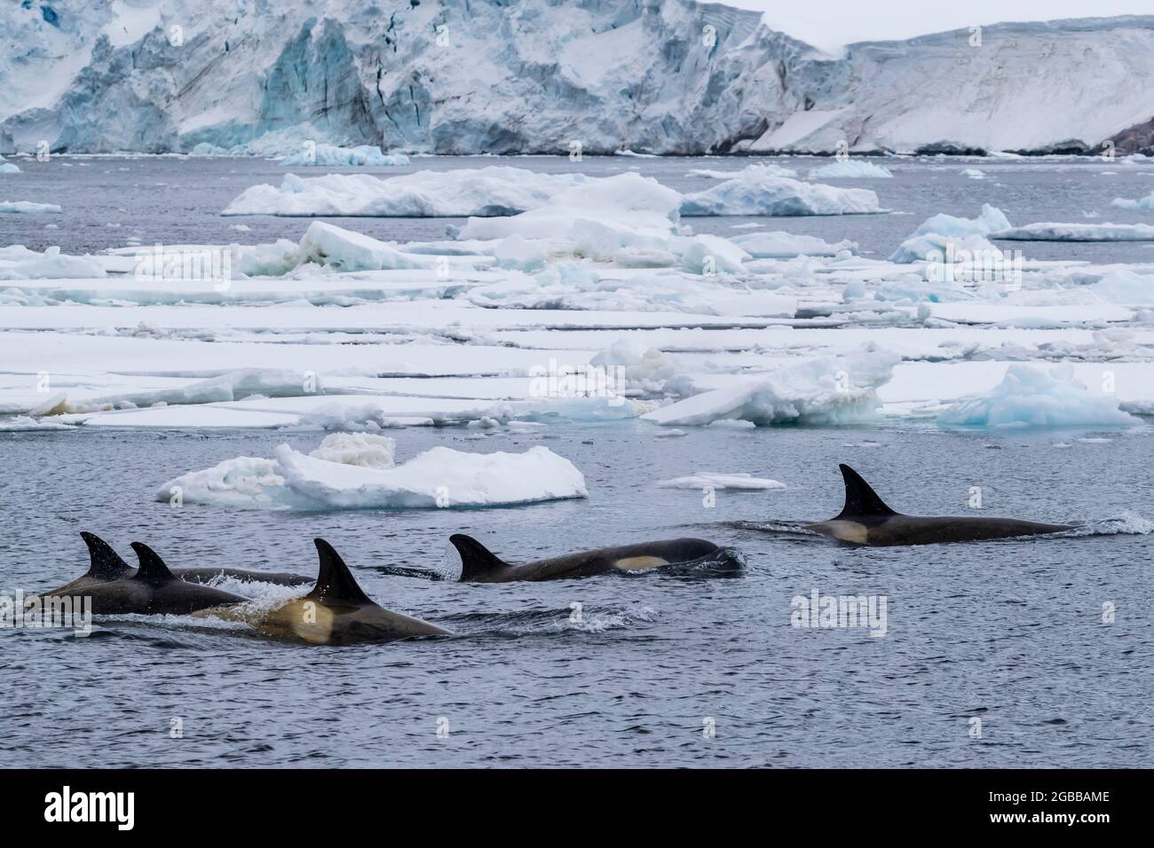 Orcas del ecotipo Big B (Orcinus orca), que surfean entre los témpanos de hielo en el Canal de Lemaire, Antártida, regiones polares Foto de stock