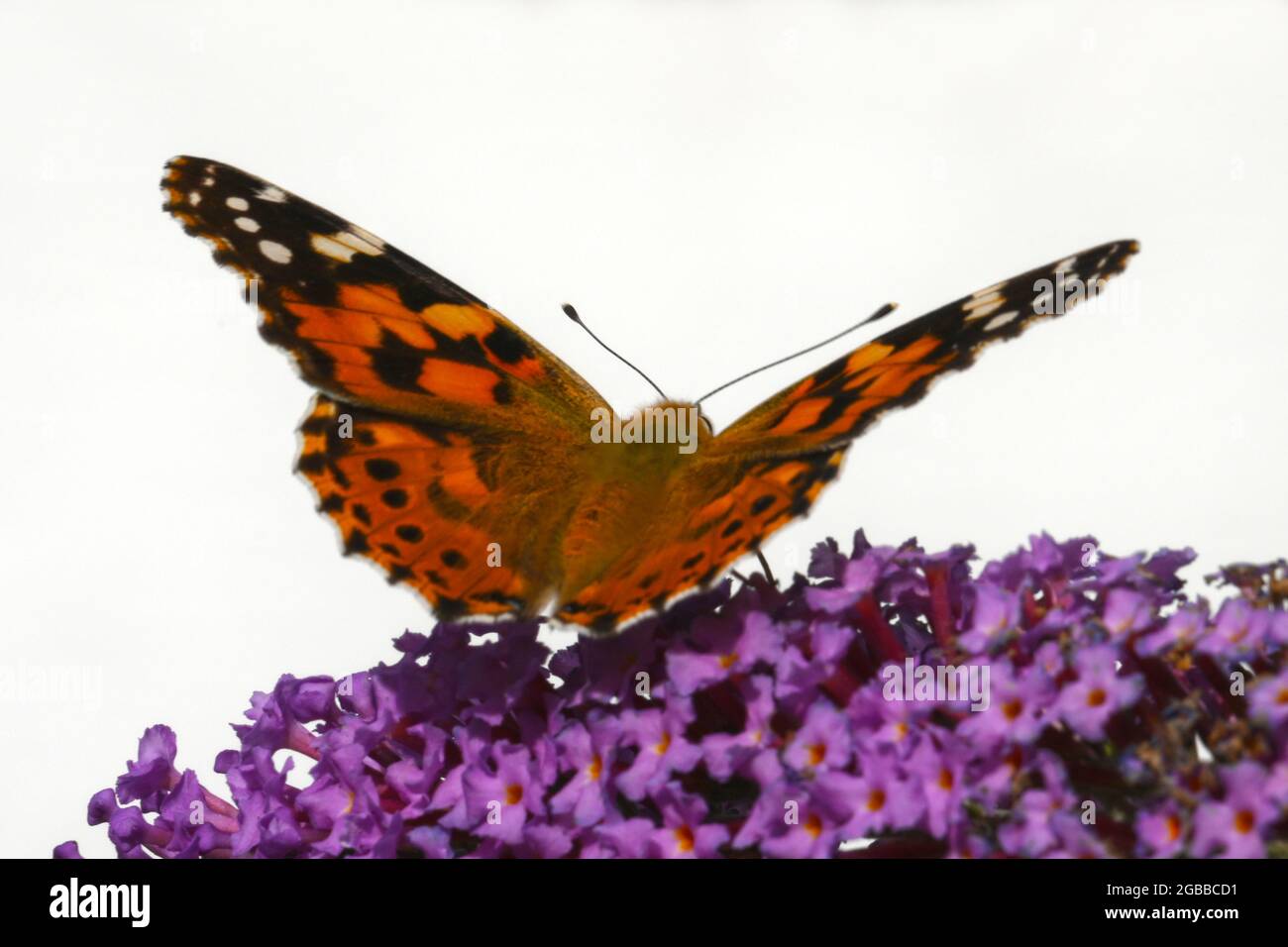 Listo para el despegue, una mariposa fríllaria en buddleia Foto de stock