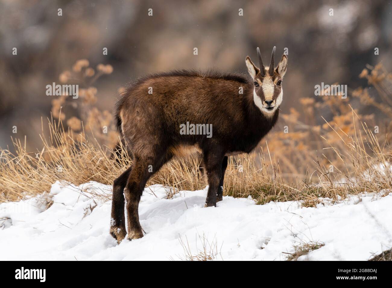 Chamois Alpino (Rupicapra rupicapra), Parque Nacional Gran Paradiso, Valle de Aosta, Italia, Europa Foto de stock