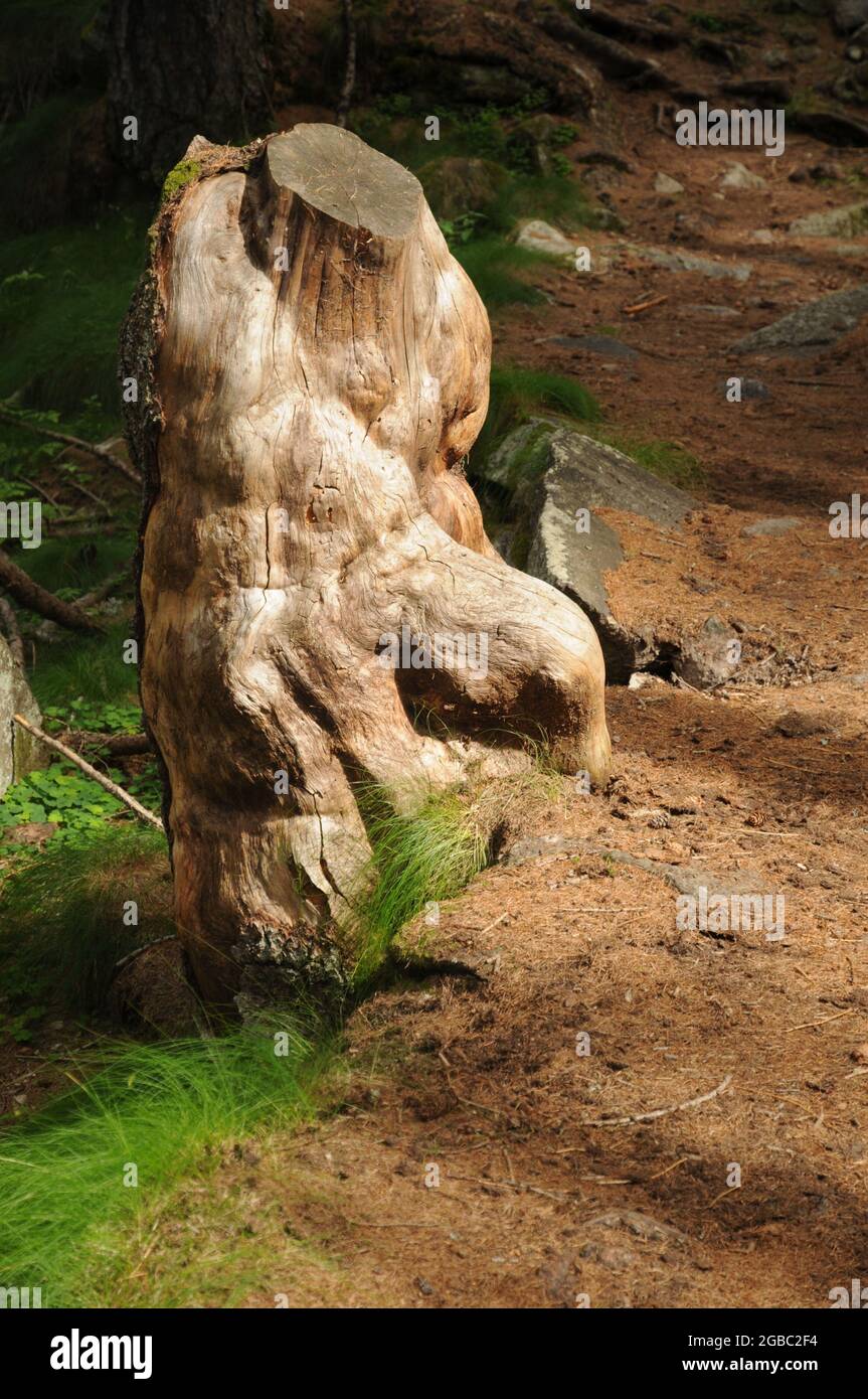 Ceppi nel bosco en Valle dell'Orco lungo il sentiero che sale al Lago di Dres nel Parco nazionale del Gran Paradiso Foto de stock