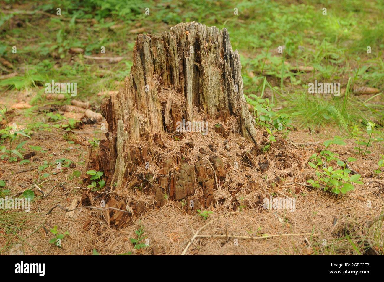 Ceppi nel bosco en Valle dell'Orco lungo il sentiero che sale al Lago di Dres nel Parco nazionale del Gran Paradiso Foto de stock