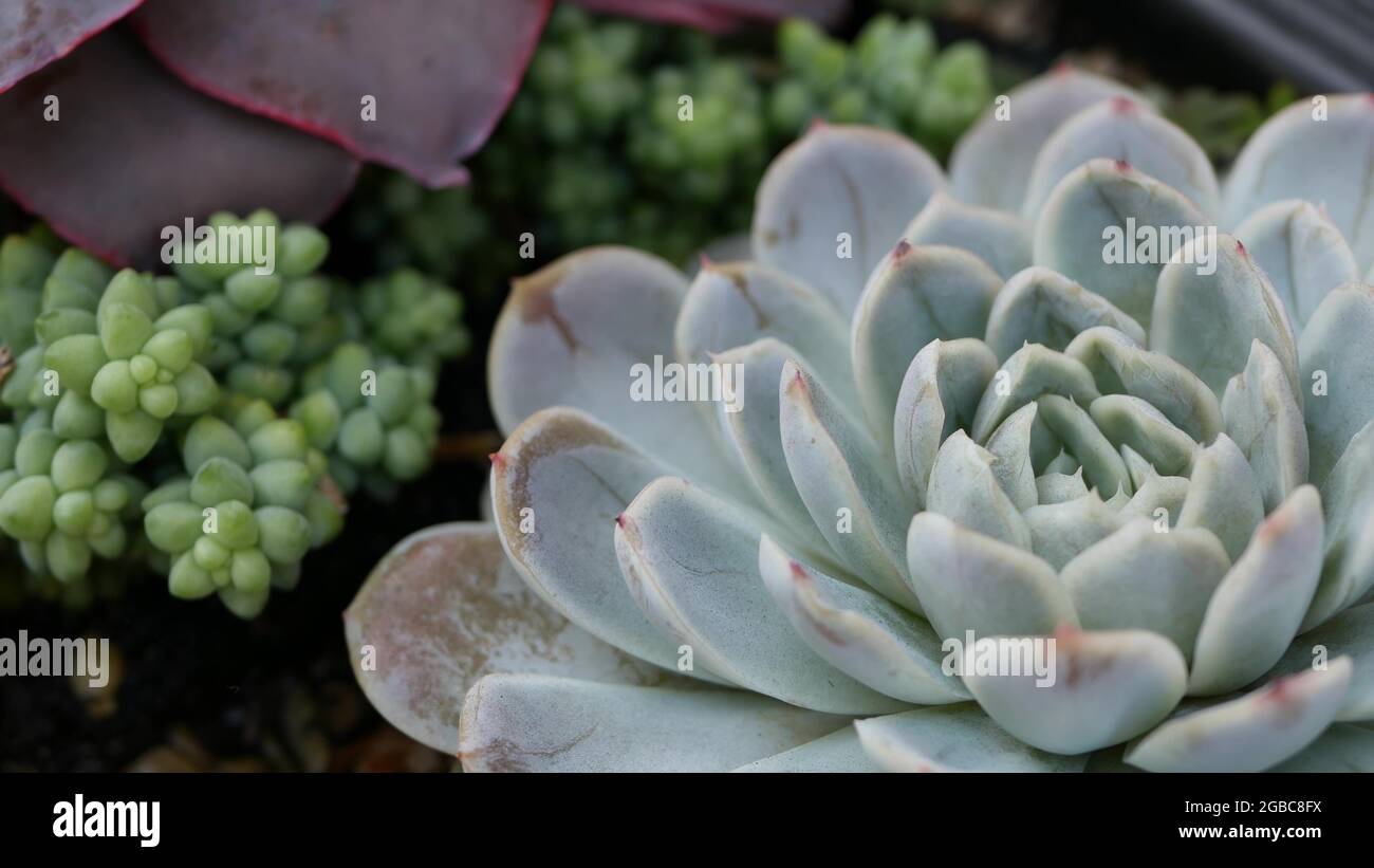Colección de plantas suculentas, jardinería en California, Estados