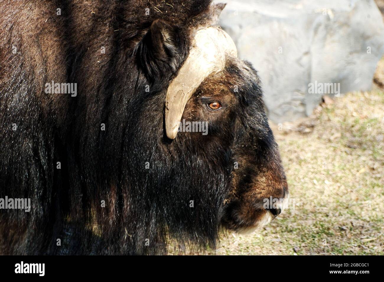 Foto Yak, artiodactyl, mamífero, género, toros verdaderos, bovids Foto de stock