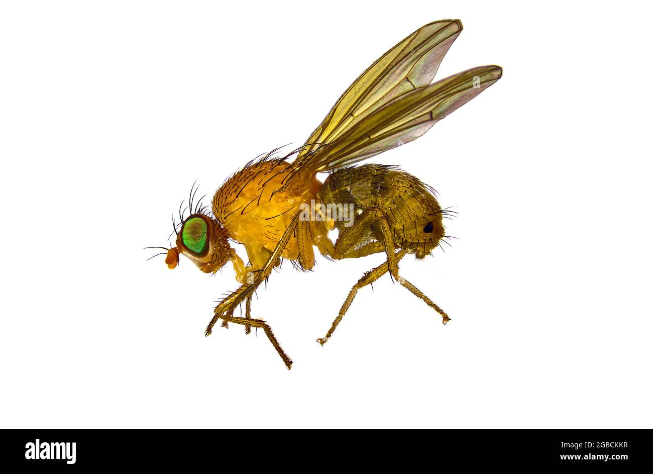 Imagen macro de cerca extrema de una mosca de la fruta o bien Lauxaniidae, Lyciella rorida, Meiosimyza rorida recortada sobre un fondo blanco Foto de stock