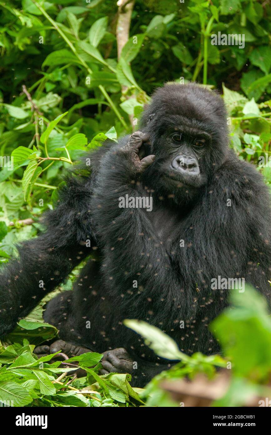 Gorila blanco fotografías e imágenes de alta resolución - Página 13 - Alamy