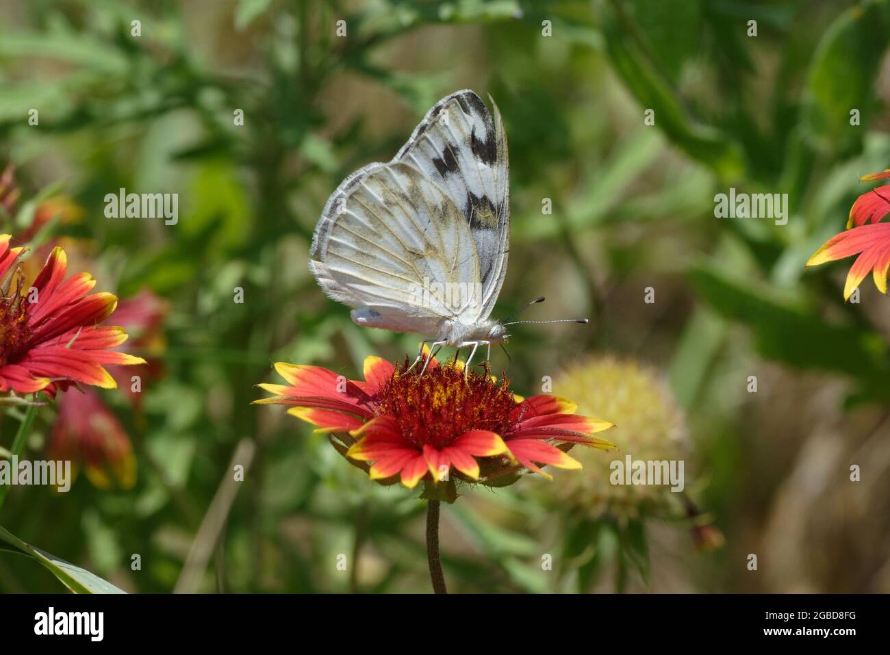 Mariposa blanca a cuadros en Indian Blanket Foto de stock