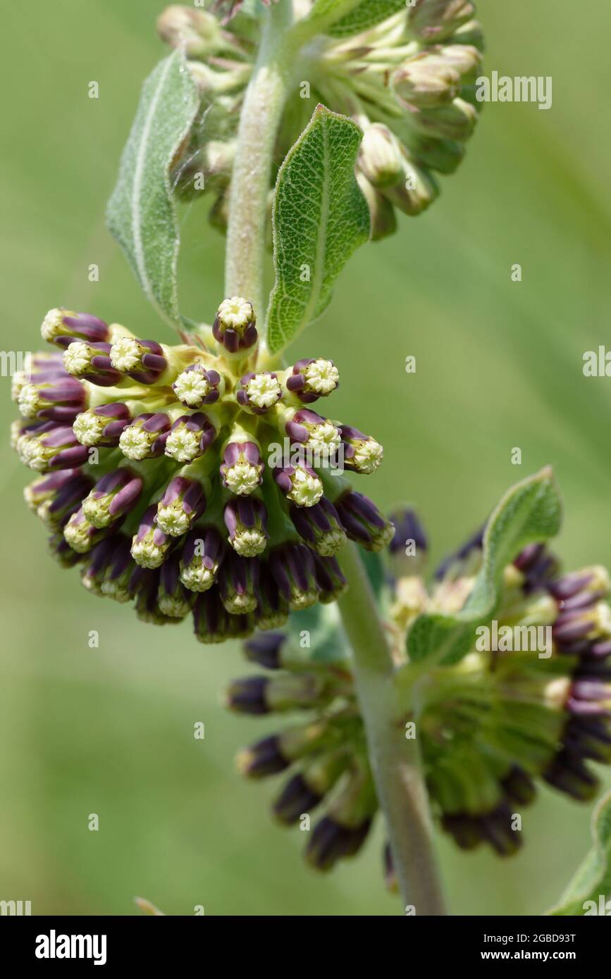 Verde-flor Milkweed, Foto de stock